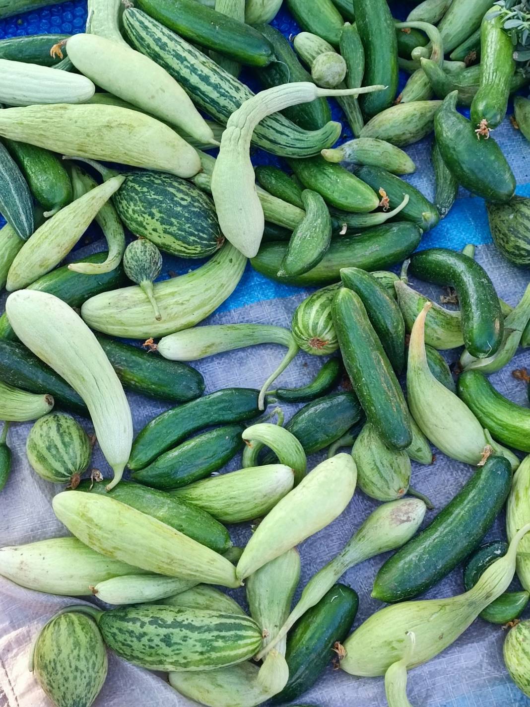 Konya’nın yüzde 100 yerli pazarı 31